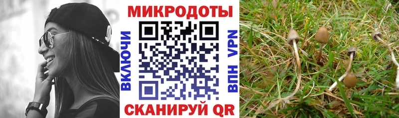 Галлюциногенные грибы Psilocybe  цена   Приморско-Ахтарск 